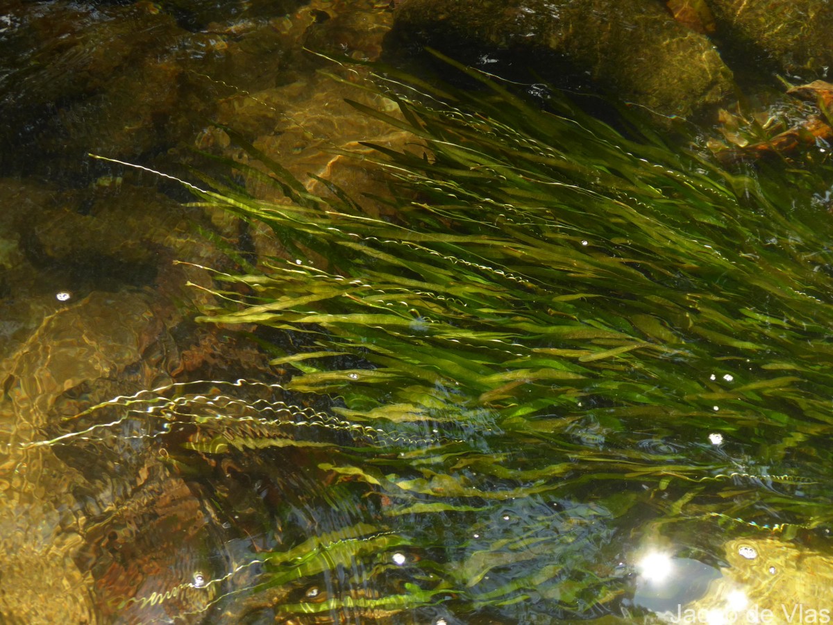 Vallisneria spiralis L.